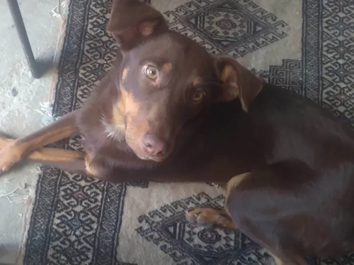 Cachorro ra a Viralata idade 1 ano nome Marley