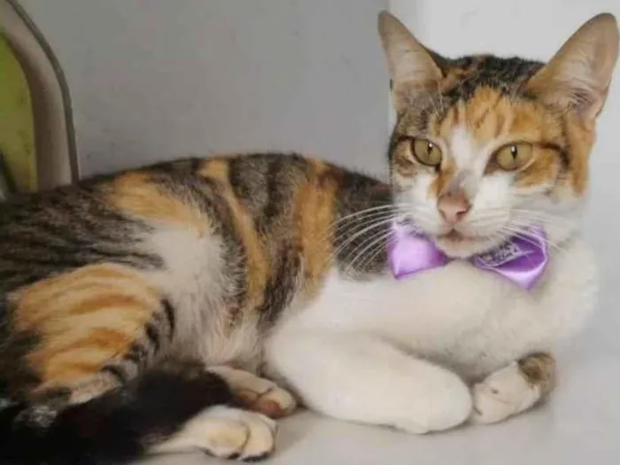 Gato raça SRD-ViraLata idade 1 ano nome TRICOLOR FÊMEA