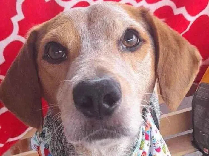 Cachorro ra a Beagle  idade 2 anos nome Bob