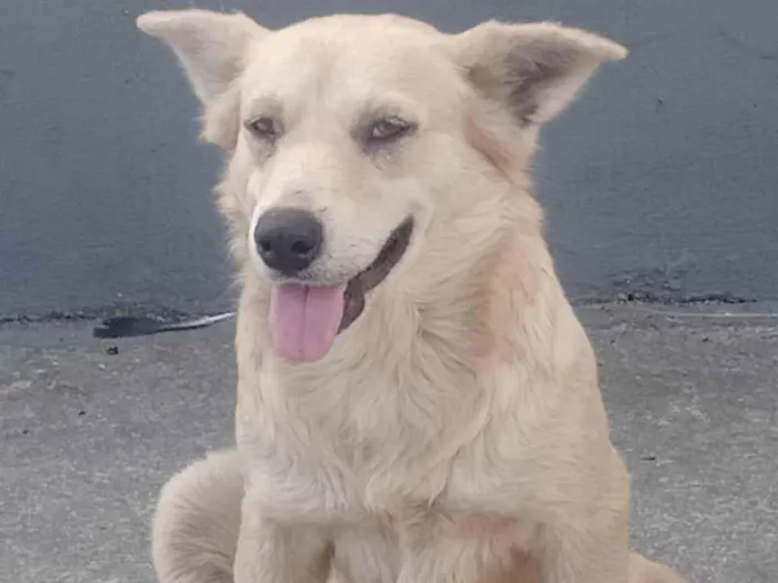 Cachorro ra a Srd idade 2 anos nome Lucy