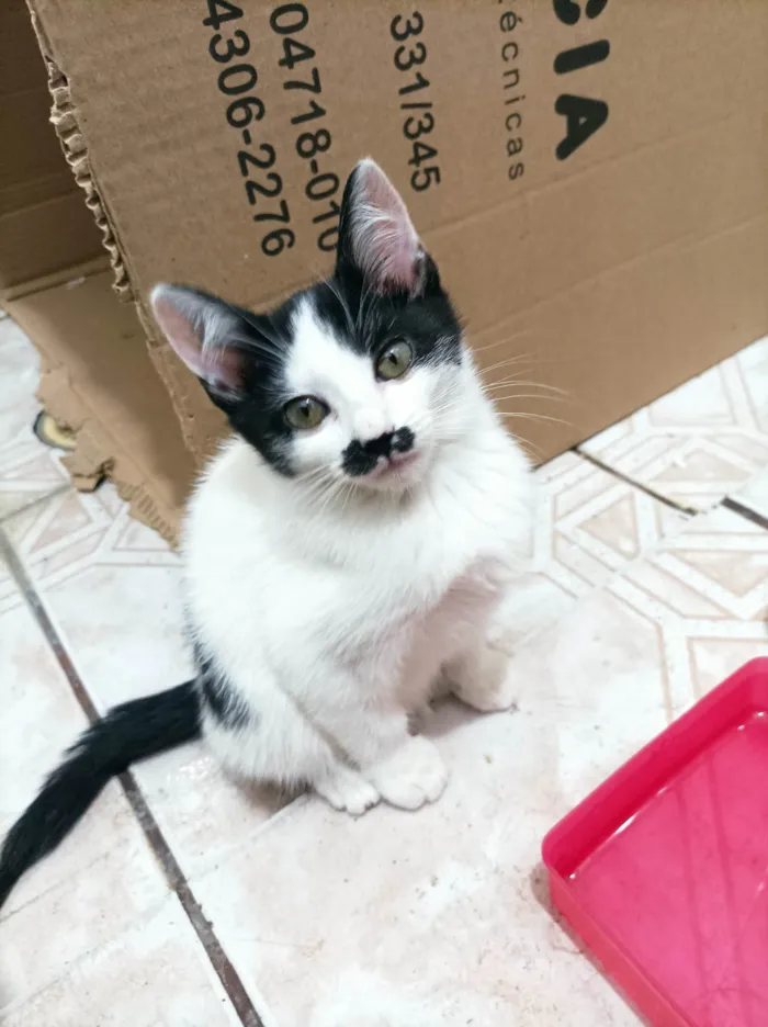 Gato raça SRD-ViraLata idade Abaixo de 2 meses nome Alice