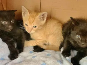Gato raça SRD-ViraLata idade 2 a 6 meses nome FILHOTINHOS