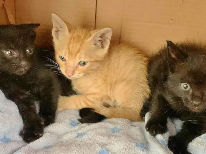 Gato raça SRD-ViraLata idade 2 a 6 meses nome FILHOTINHOS