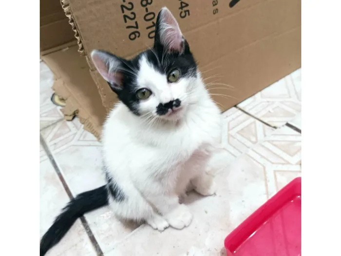 Gato raça SRD-ViraLata idade Abaixo de 2 meses nome Alice