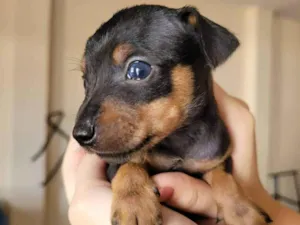 Cachorro raça SRD-ViraLata idade 2 a 6 meses nome Chiquito 
