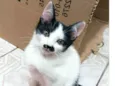 Gato raça SRD-ViraLata idade Abaixo de 2 meses nome Alice