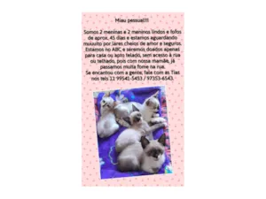 Gato raça Srd idade Abaixo de 2 meses nome Quarteto fofo