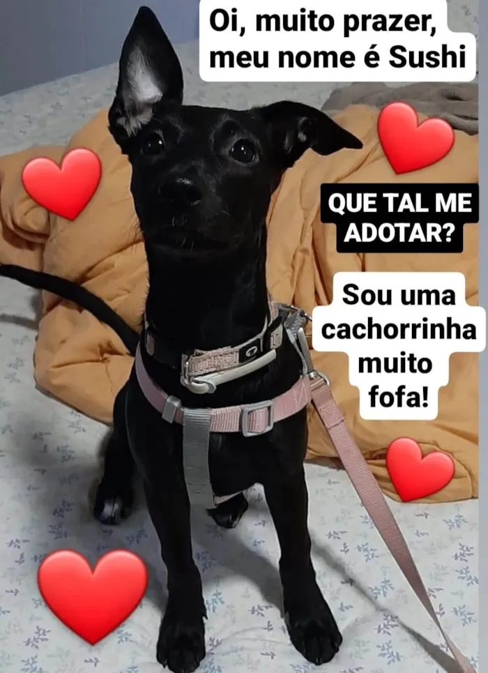 Cachorro raça SRD-ViraLata idade 7 a 11 meses nome Sushi