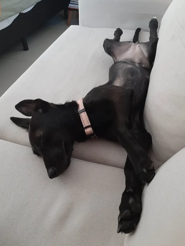 Cachorro raça SRD-ViraLata idade 7 a 11 meses nome Sushi
