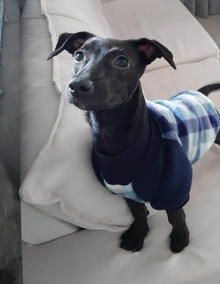 Cachorro raça SRD-ViraLata idade 7 a 11 meses nome Sushi