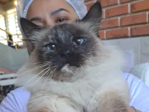 Gato raça SRD-ViraLata idade 2 anos nome MEGH