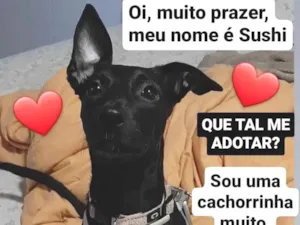 Cachorro raça SRD-ViraLata idade 7 a 11 meses nome Sushi
