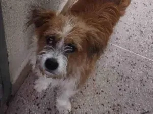 Cachorro raça SRD-ViraLata idade 2 anos nome LUKE