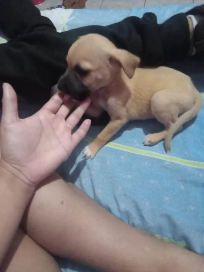 Cachorro raça SRD-ViraLata idade 2 a 6 meses nome BRANDON