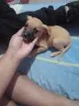 Cachorro raça SRD-ViraLata idade 2 a 6 meses nome BRANDON