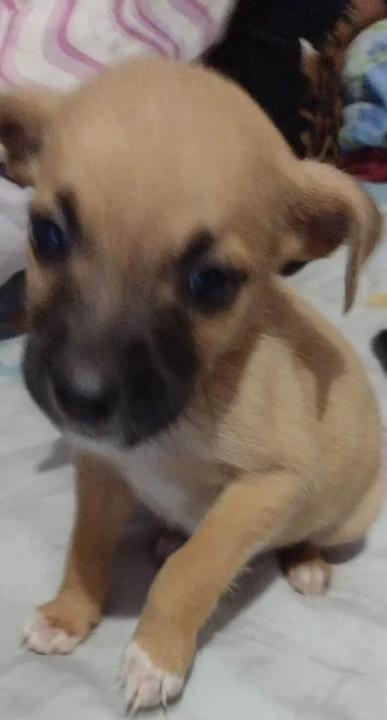 Cachorro raça SRD-ViraLata idade 2 a 6 meses nome BRANDON
