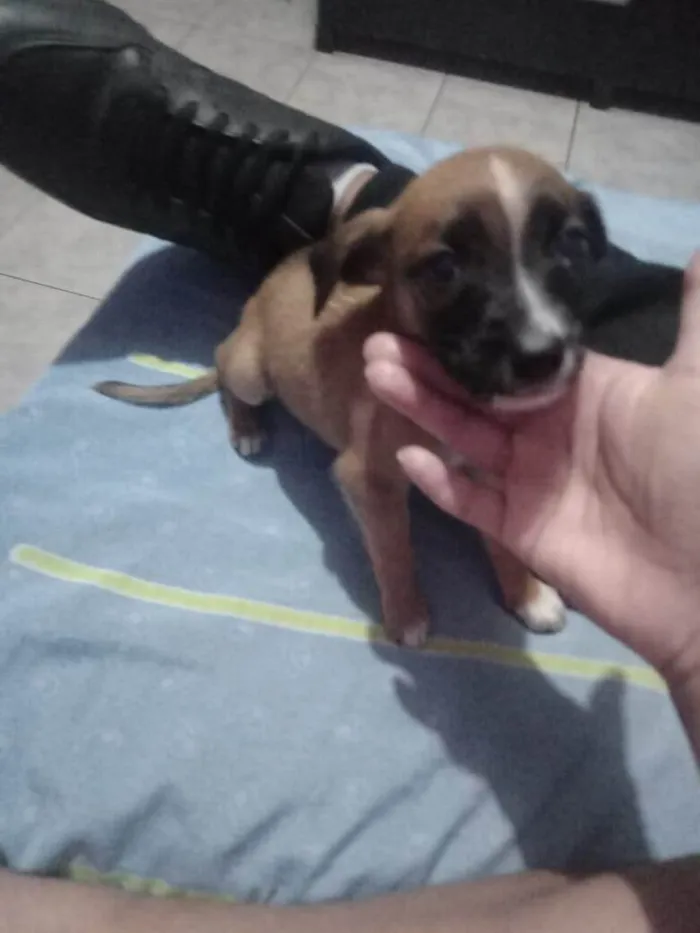 Cachorro raça SRD-ViraLata idade 2 a 6 meses nome NEY