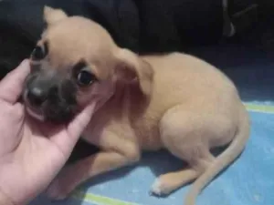 Cachorro raça SRD-ViraLata idade 2 a 6 meses nome BRANDON
