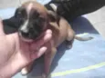 Cachorro raça SRD-ViraLata idade 2 a 6 meses nome NEY