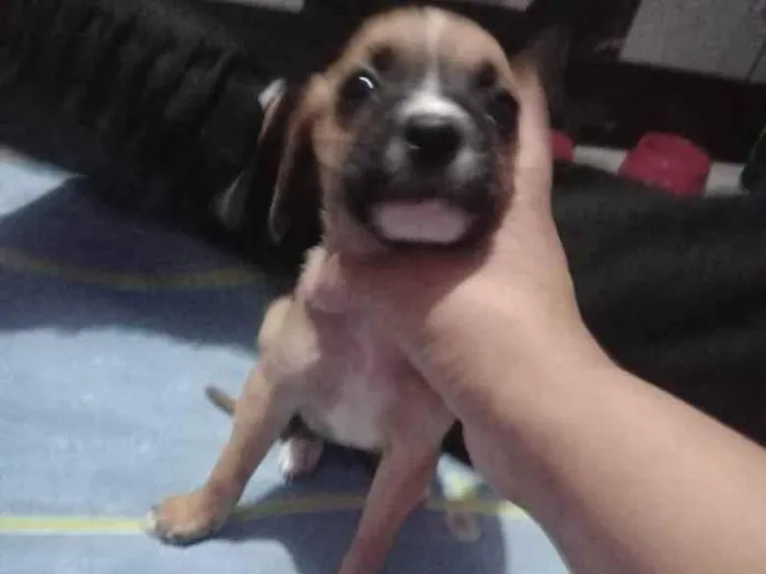 Cachorro raça SRD-ViraLata idade 2 a 6 meses nome NEY