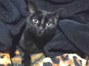 Gato ra a SRD idade 2 a 6 meses nome Artemy