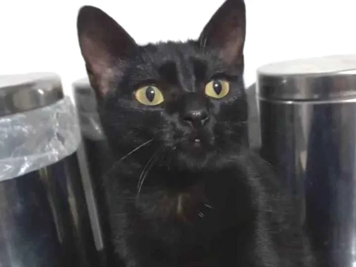 Gato ra a SRD idade 2 a 6 meses nome Artemy