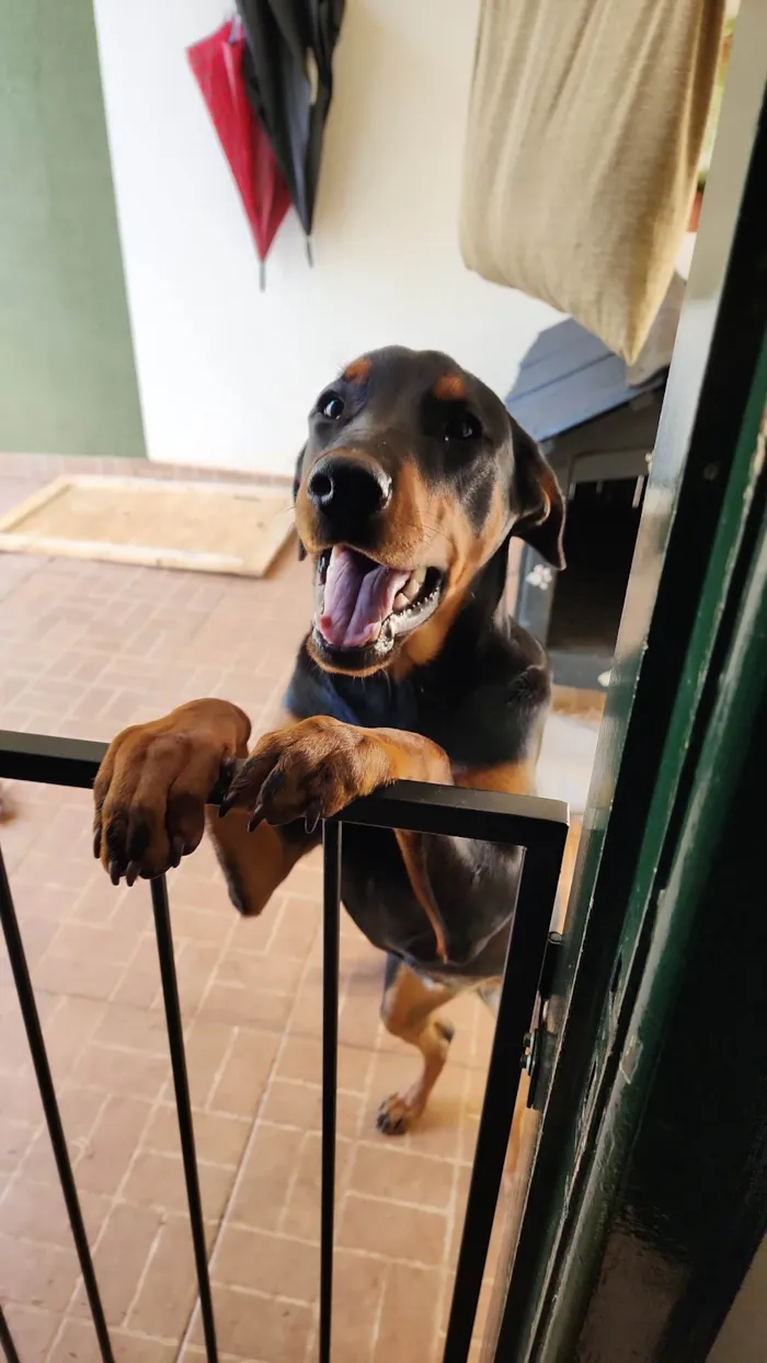 Cachorro ra a Dobermann/Rottweiler idade 2 a 6 meses nome Catharina