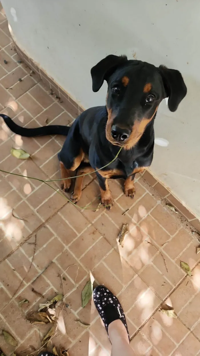 Cachorro ra a Dobermann/Rottweiler idade 2 a 6 meses nome Catharina