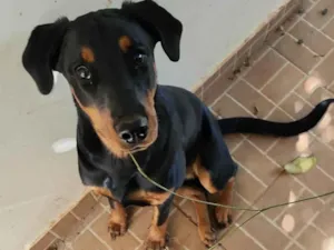 Cachorro raça Dobermann/Rottweiler idade 2 a 6 meses nome Catharina