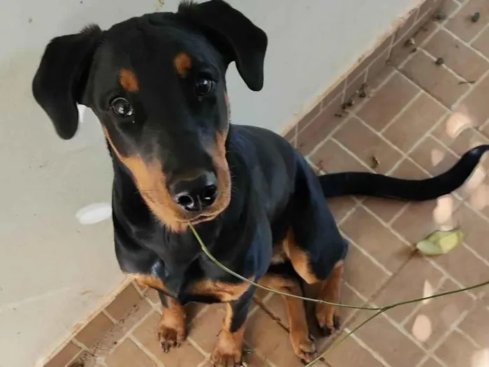 Cachorro ra a Dobermann/Rottweiler idade 2 a 6 meses nome Catharina