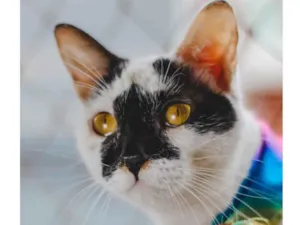 Gato raça SRD idade 7 a 11 meses nome SELENA