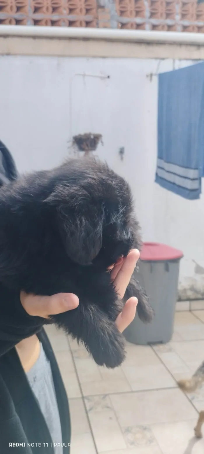 Cachorro ra a SRD-ViraLata idade Abaixo de 2 meses nome Pretinho 