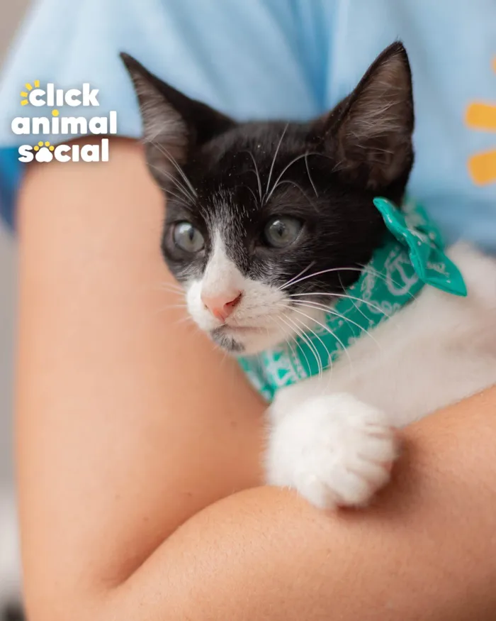 Gato ra a SRD-ViraLata idade 2 a 6 meses nome CROC