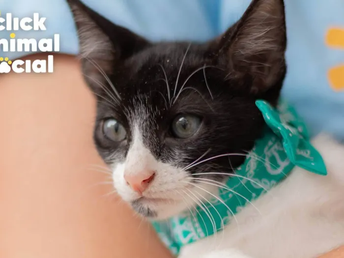 Gato ra a SRD-ViraLata idade 2 a 6 meses nome CROC