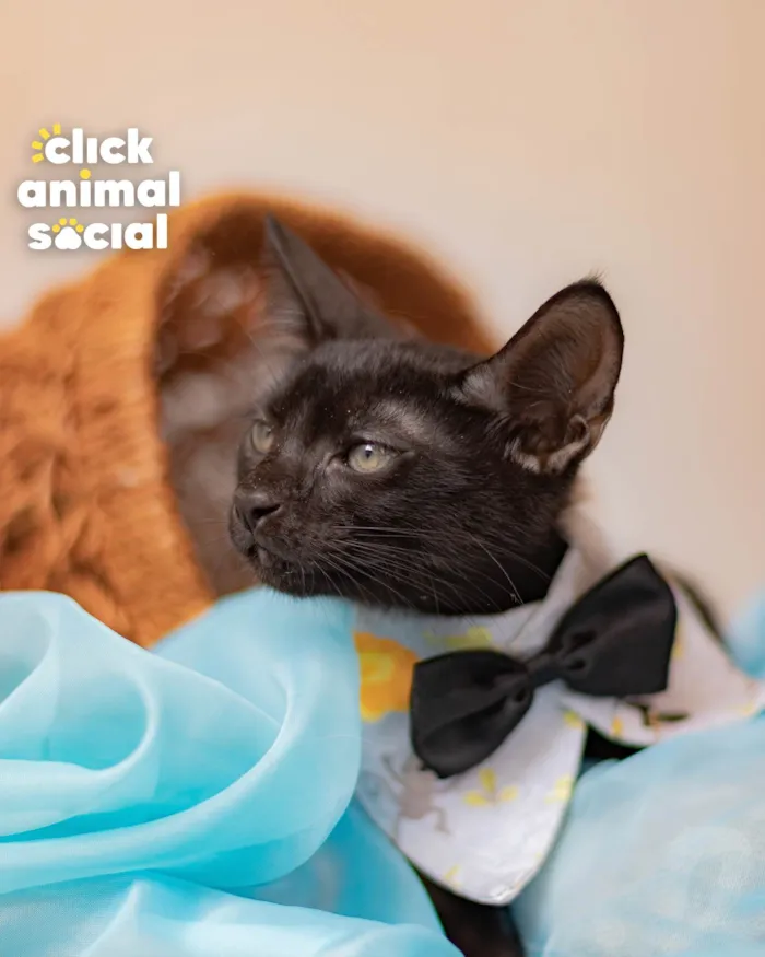 Gato ra a SRD-ViraLata idade 2 a 6 meses nome BLACK