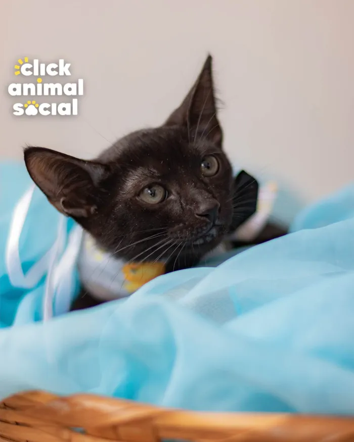 Gato ra a SRD-ViraLata idade 2 a 6 meses nome BLACK