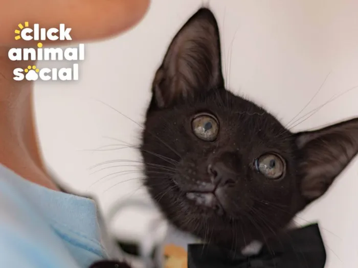 Gato ra a SRD-ViraLata idade 2 a 6 meses nome BLACK