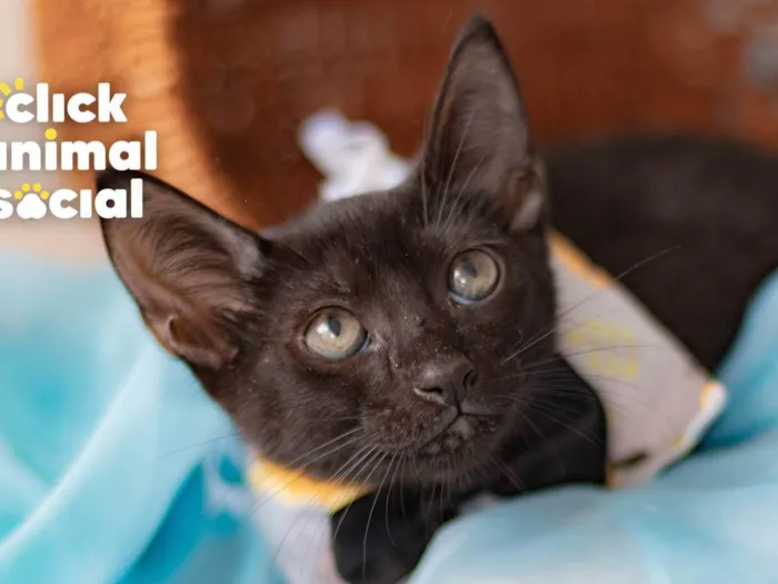 Gato ra a SRD-ViraLata idade 2 a 6 meses nome BLACK