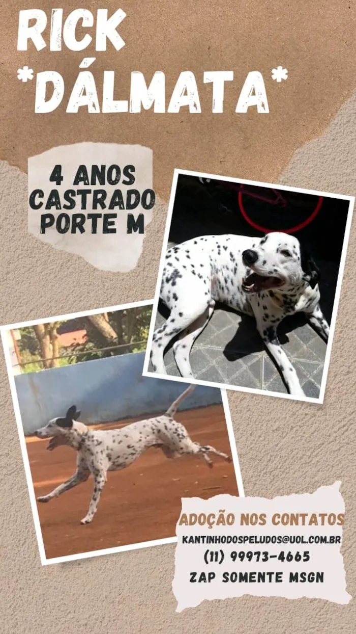 Cachorro raça Dálmata idade 4 anos nome Rick