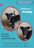 Cachorro raça SRD idade 2 a 6 meses nome Scooby