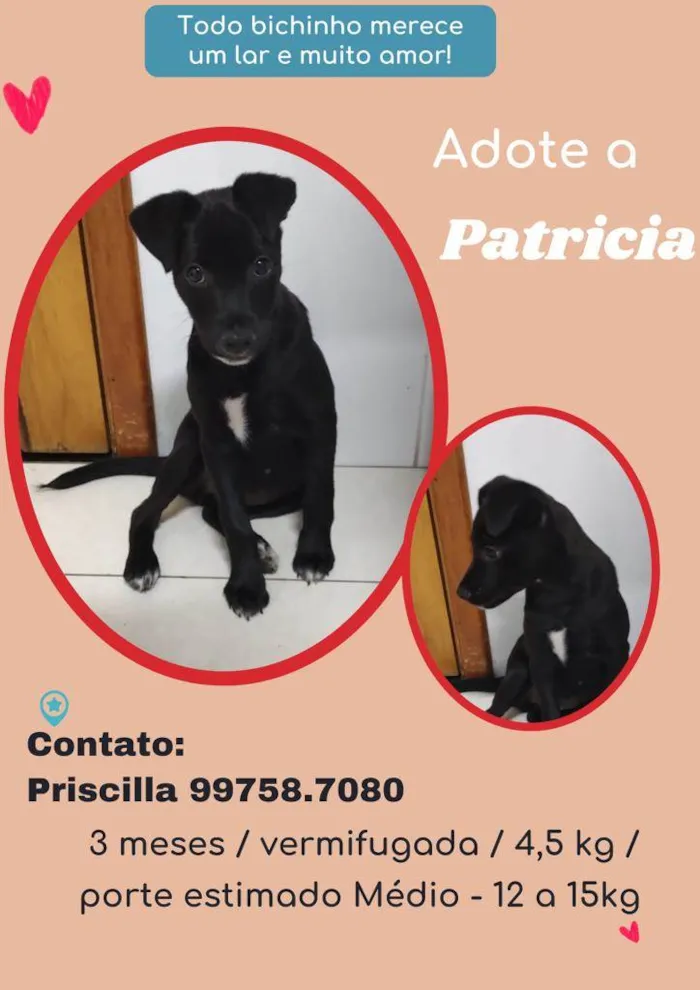 Cachorro raça SRD idade 2 a 6 meses nome Patrícia