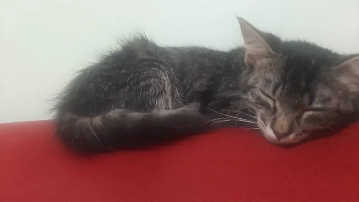 Gato ra a  idade 2 a 6 meses nome Maria