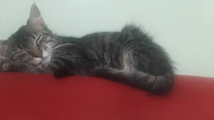 Gato ra a  idade 2 a 6 meses nome Maria