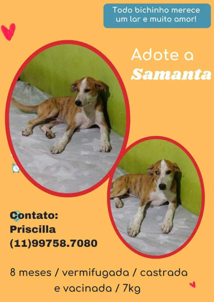 Cachorro raça SRD idade 7 a 11 meses nome Samanta