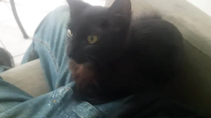 Gato ra a  idade 2 a 6 meses nome Sasha
