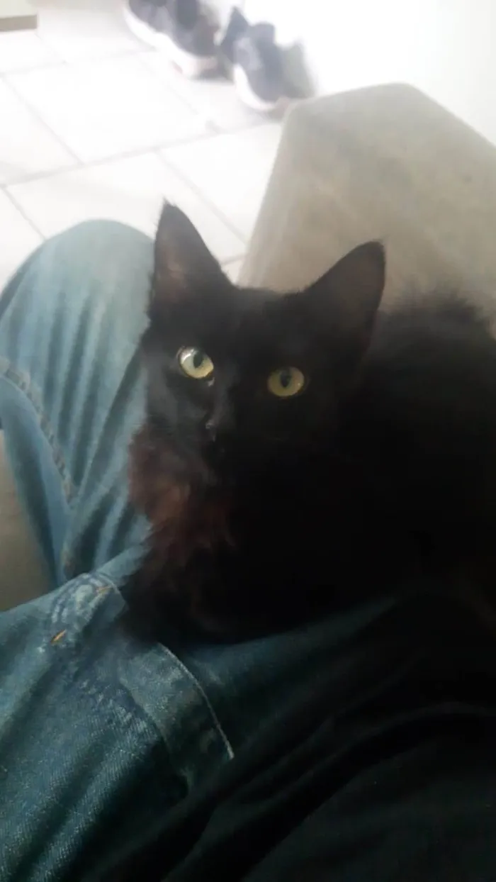 Gato ra a  idade 2 a 6 meses nome Sasha