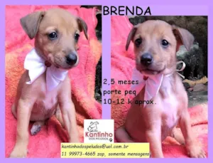 Cachorro raça SRD idade 2 a 6 meses nome Brenda