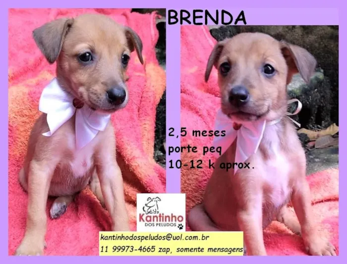 Cachorro raça SRD idade 2 a 6 meses nome Brenda