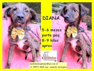 Cachorro raça SRD idade 2 a 6 meses nome Diana
