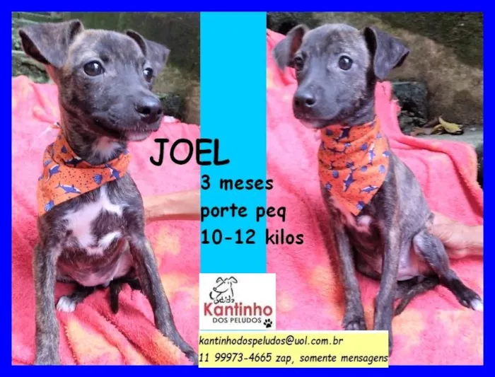 Cachorro raça SRD idade 2 a 6 meses nome Joel